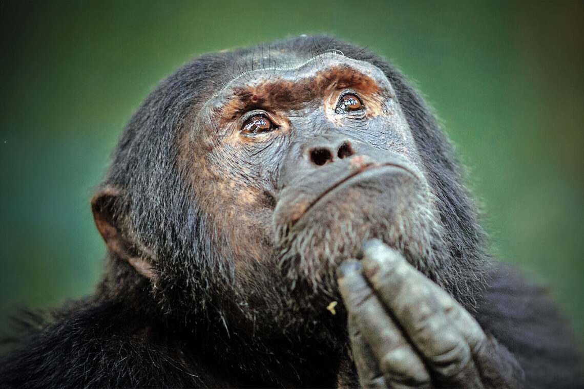 Aliment ultra-transformé = aliment malsain&nbsp;?