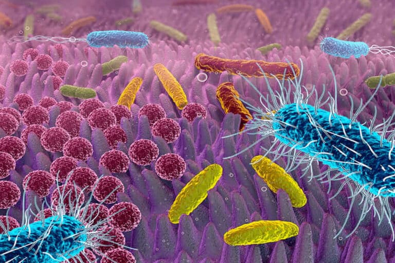 Un quiz pour différencier les faits scientifiques des idées reçues sur le microbiome humain et la santé intestinale.