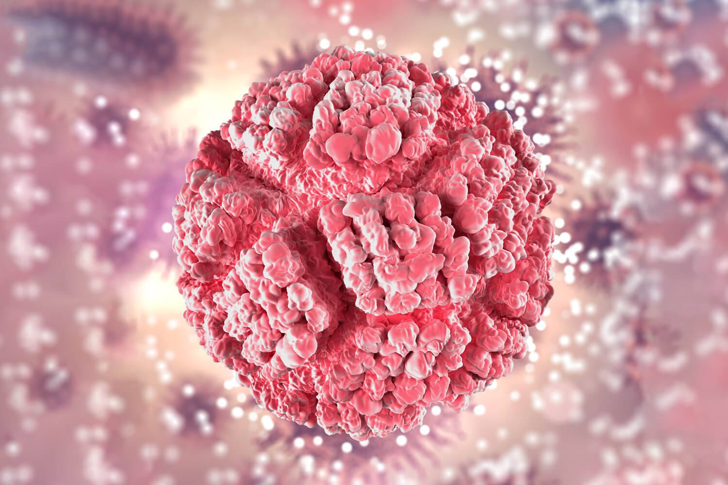 Papillomavirus humains, les hommes constituent un réservoir important