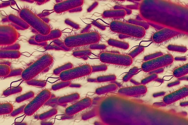 microbiote intestinal