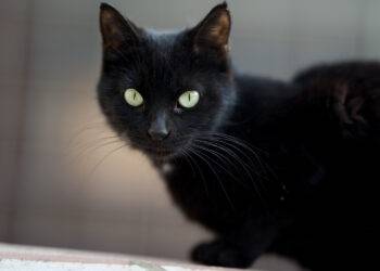 Même en sachant qu'elles sont infondées, nous restons attachés à nos superstitions. Un paradoxe fascinant expliqué par la science.
