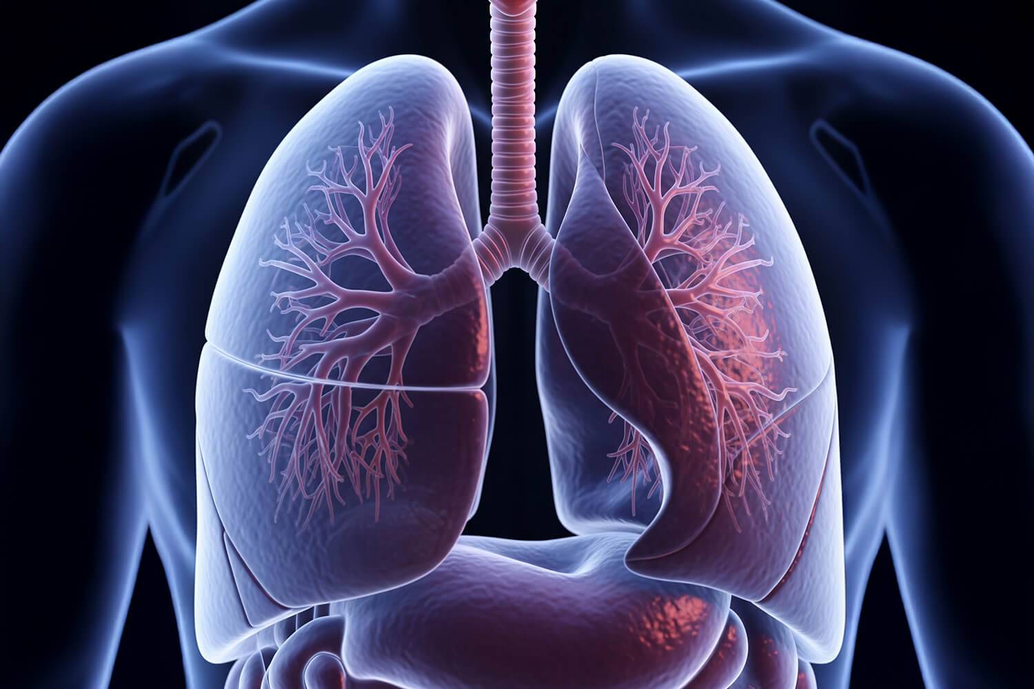 Découvrez le fonctionnement des poumons, leurs maladies et les innovations en pneumologie.