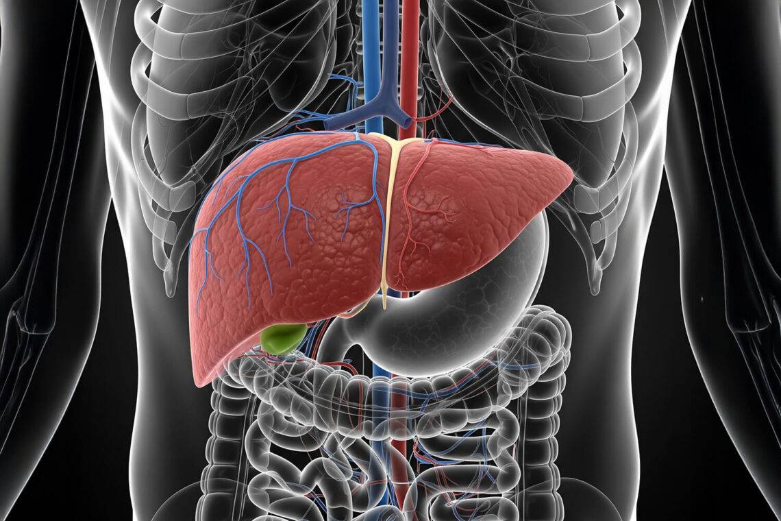 Diabète et foie : un nouveau lien qui change les pratiques.