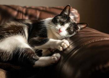 Zoonose oubliée mais bien réelle&nbsp;: la maladie des griffes du chat revient sur le devant de la scène avec une étude publiée il y a 100 jours