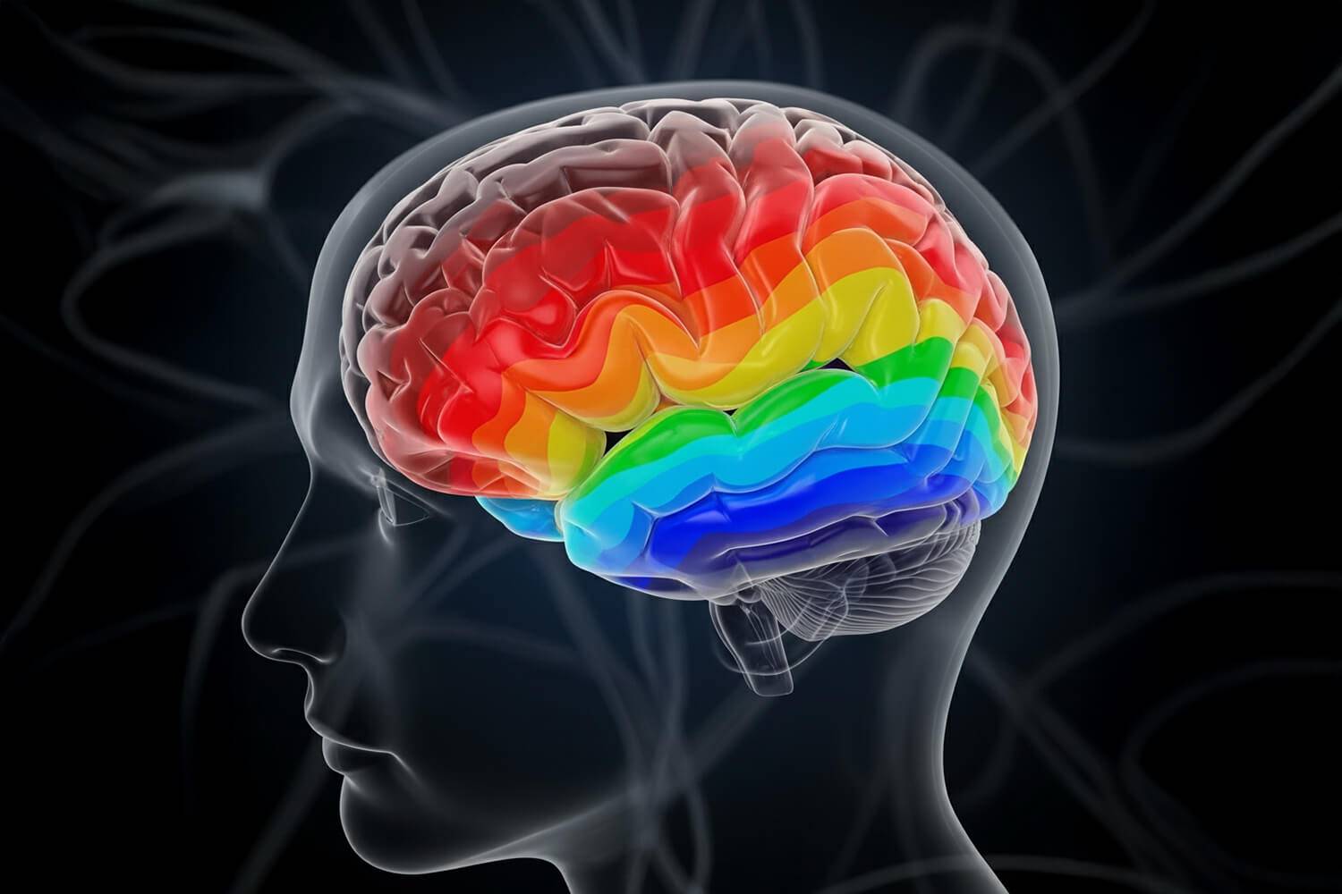 Amputation : le cerveau garde la carte du corps, même sans le membre.