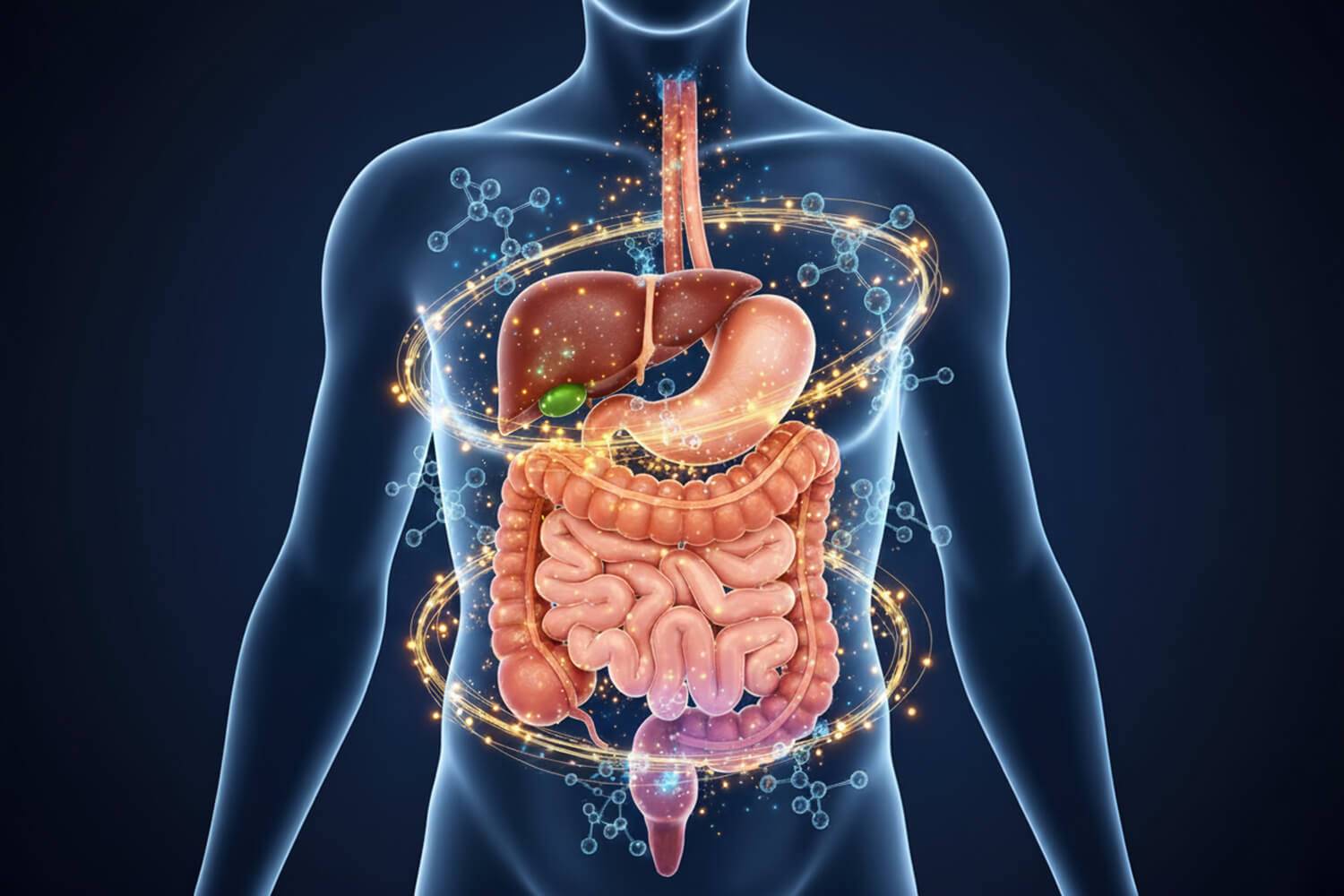 Blijf op de hoogte van de laatste ontwikkelingen op het gebied van het spijsverteringskanaal en aanverwante organen: recente artikelen, therapeutische innovaties en beschouwingen over praktijken in de gastro-enterologie.