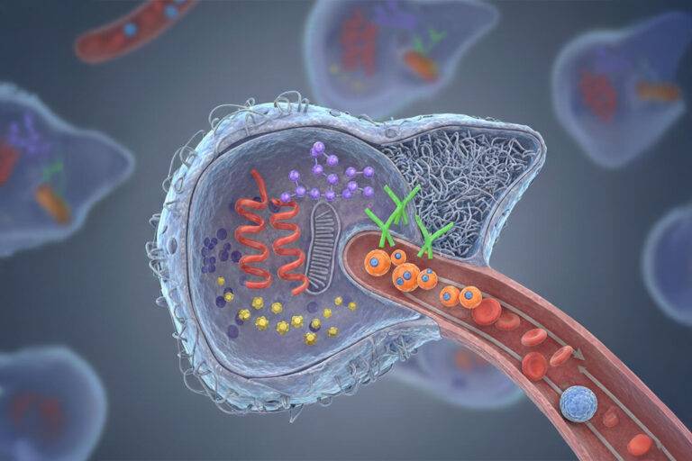 Statines verminderen aanzienlijk de mortaliteit en de veneuze druk in de lever bij patiënten met cirrose.