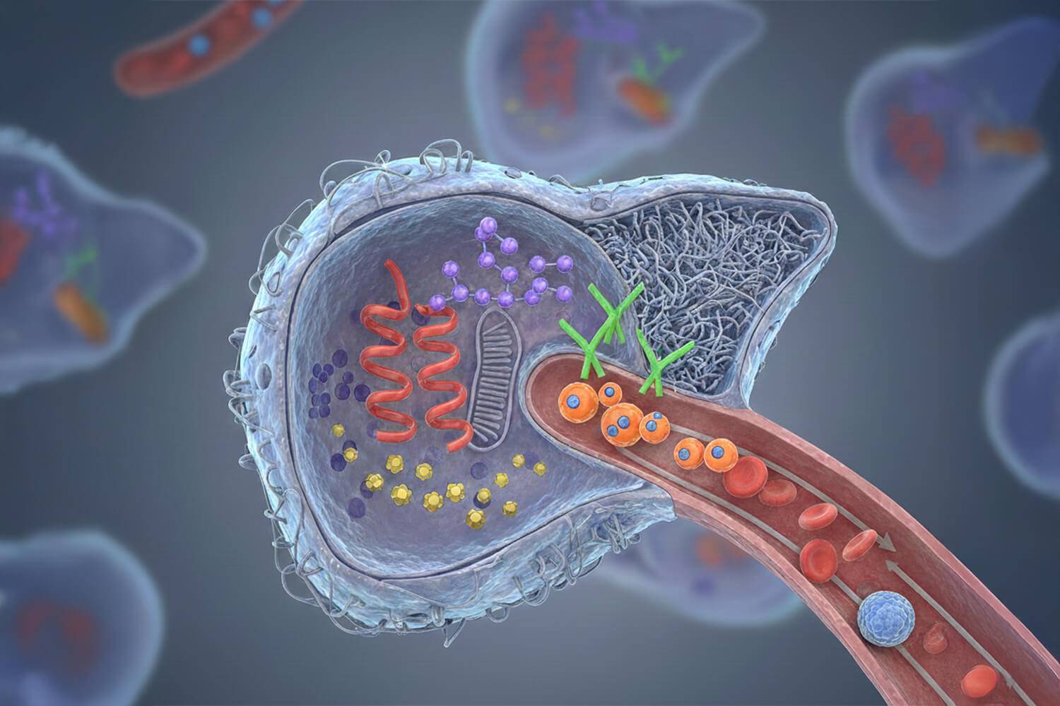 Les statines réduisent significativement la mortalité et la pression veineuse hépatique chez les patients atteints de cirrhose