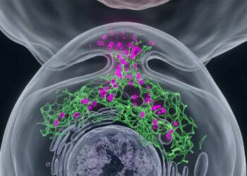 3D-reconstructie van de immuunrespons: hoe CD8-T-lymfocyten toxische granula inzetten om geïnfecteerde of kankercellen gericht te vernietigen.