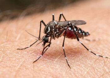 Medische entomologie en epidemiologie: verspreidingskaart en surveillance van de tijgermug (Aedes albopictus) in België ter preventie van arbovirussen.