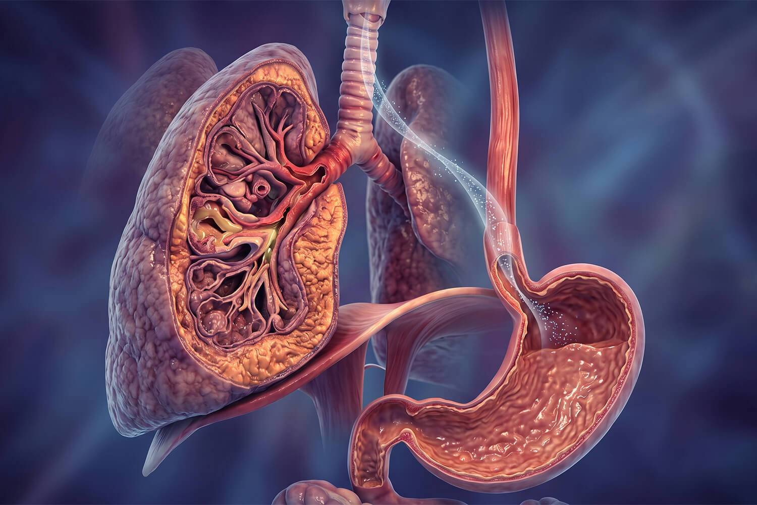 Pneumologie et pharmacovigilance&nbsp;: étude épidémiologique belge analysant la prévalence des prescriptions d'IPP chez les patients atteints de BPCO et l'augmentation dose-dépendante du risque d'exacerbation respiratoire.