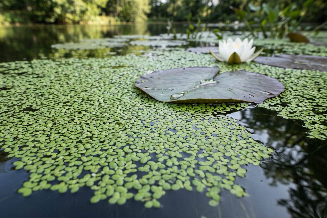 Plantkunde en ecologie: studie naar het uitzonderlijke biologische en fysiologische aanpassingsvermogen van waterplanten.
