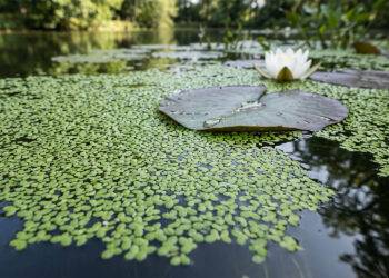 Plantkunde en ecologie: studie naar het uitzonderlijke biologische en fysiologische aanpassingsvermogen van waterplanten.
